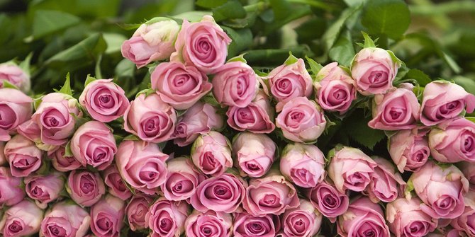 7 Manfaat Bunga Mawar untuk Kulit, Mencegah Penuaan Dini