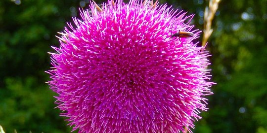 8 Manfaat Milk Thistle bagi Kesehatan, Melindungi Kulit hingga Hati