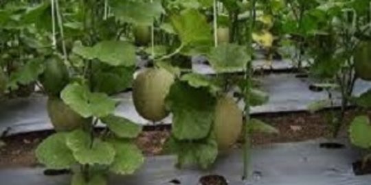 10 Cara Menanam Melon Dengan Sistem Lanjaran Mudah Dipraktikkan Merdeka Com