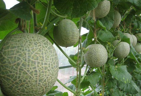 cara tanam melon