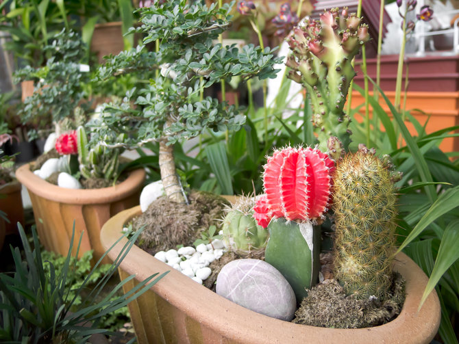 5 Manfaat Tanaman Kaktus di Dalam Ruangan  Bantu Jaga 