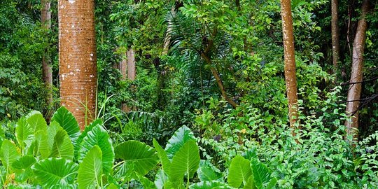 Perjuangkan Kelestarian Hutan, Perempuan Miliki Peranan Penting