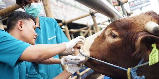 Jelang Idul Adha, Wagub DKI Imbau Pemotongan Hewan Kurban Dilakukan di RPH