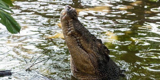 Kisah Tragis Pria Diserang Buaya, Selamat Namun Kaki Nyaris Putus