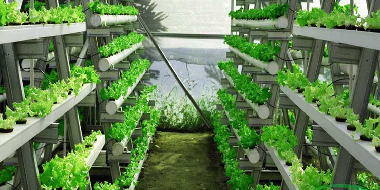 Panduan Cara Hidroponik Dengan Alat Sederhana Bisa Pakai Botol Dan Pipa Bekas Merdeka Com