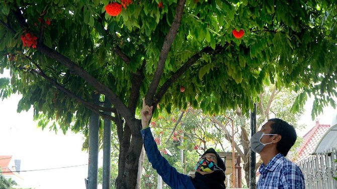 bunga lampion atau mawar venezuela di balai kota surabaya