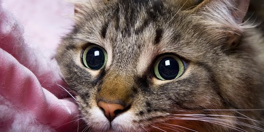 10 Macam Kucing  Lucu  Berbagai Ras Cocok untuk  Dijadikan 