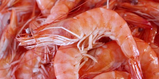 7 Jenis Udang Laut yang Bisa Dikonsumsi, Enak dan Bergizi Tinggi