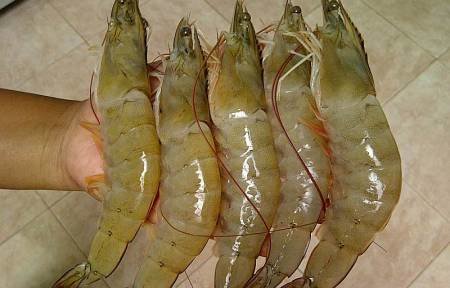 udang vaname