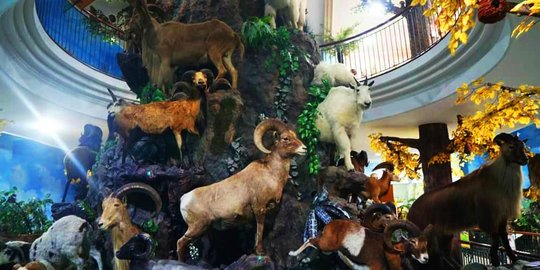 Koleksi Ribuan Spesies yang Diawetkan, Ini 5 Fakta Unik Museum Satwa Liar di Medan