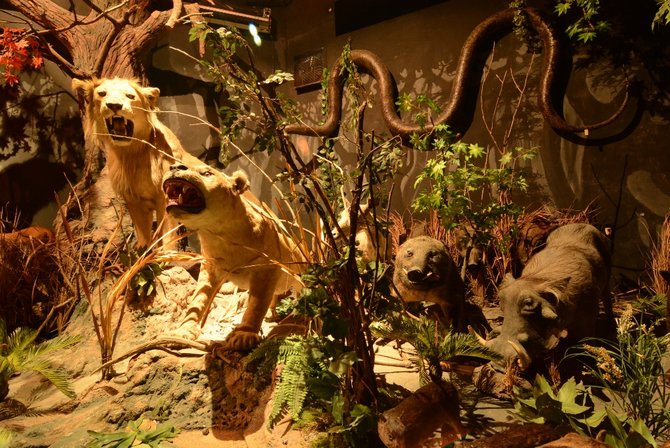 koleksi ribuan spesies yang diawetkan ini 5 fakta unik museum satwa liar di medan