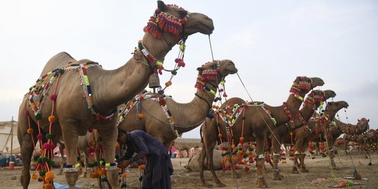 Tradisi Menghias Unta di Pasar Hewan Kurban Pakistan