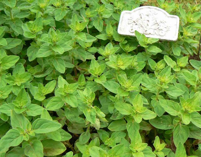 oregano