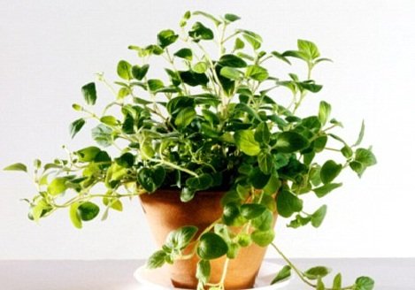 oregano