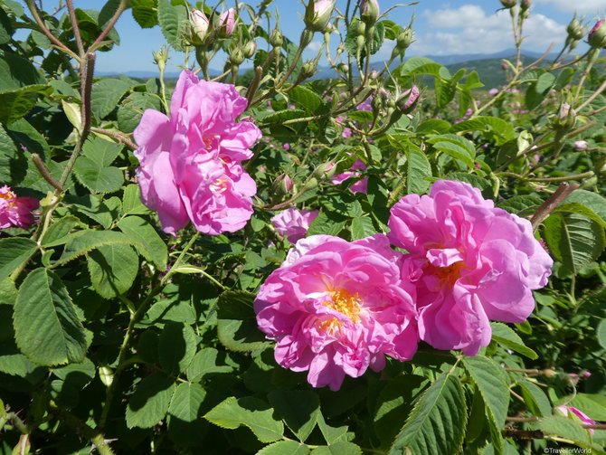 Mengenal Rose Valley Lembah Bunga Mawar Bulgaria Yang Terkenal Sedunia Merdeka Com