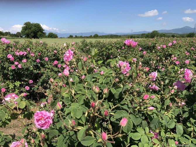 rose valley bulgaria