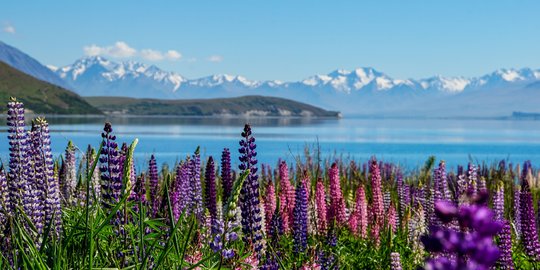 Potret Keindahan Danau Tekapo yang Ditumbuhi Ratusan Lupin Liar