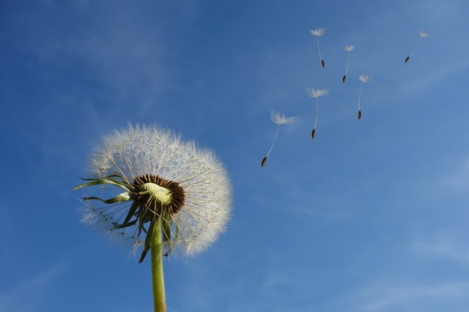 ilustrasi bunga dandelion