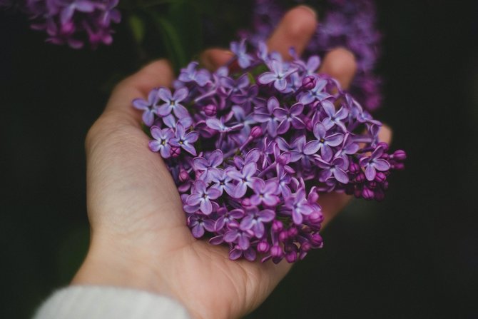 ilustrasi bunga lilac
