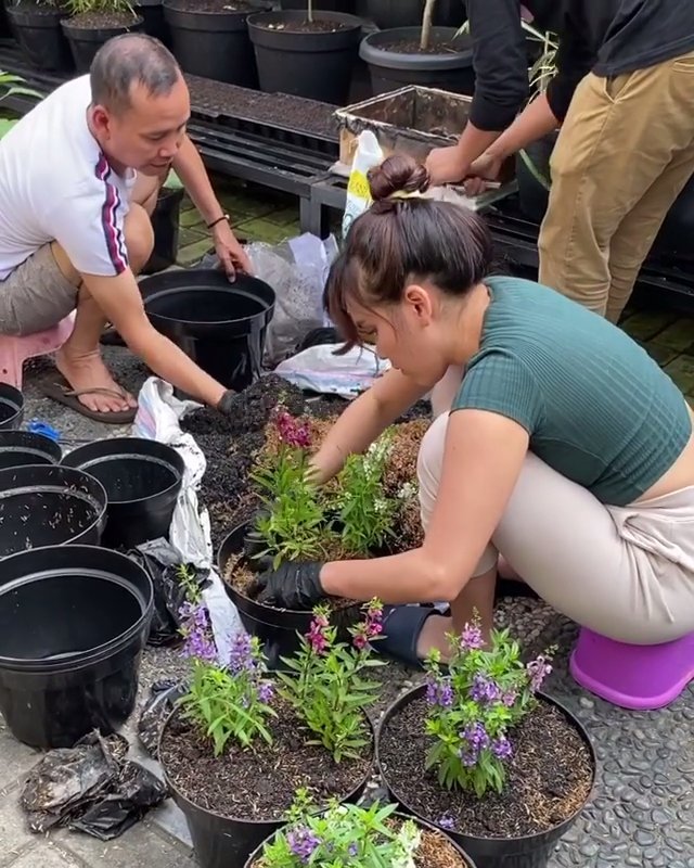 ayu ting ting berkebun