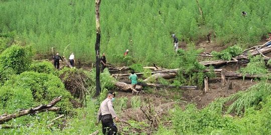 Polri dan TNI Temukan 15 Hektare Ladang Ganja di Pegunungan Aceh Besar