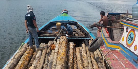 KLHK Ringkus 3 Pelaku Illegal Logging di Suaka Margasatwa Sumsel