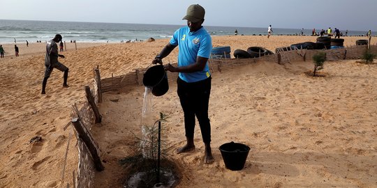 Aksi Menghutankan Kembali Garis Pantai di Senegal