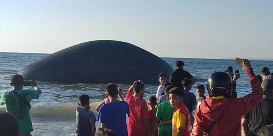 Bangkai Paus Jenis Biru Terdampar di Pantai Kupang jadi Tontonan Warga