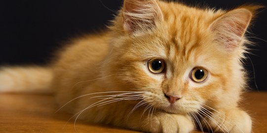 32 Nama Kucing Lucu Betina, Singkat dan Mudah Diingat  merdeka.com