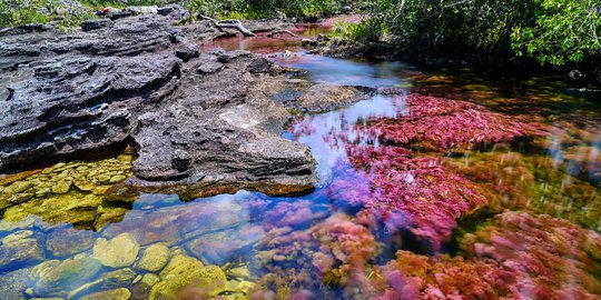 Keunikan Sungai Lima Warna Cano Cristales di Kolombia