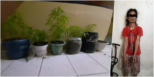 Juru Parkir di Medan Tanam Ganja di Loteng