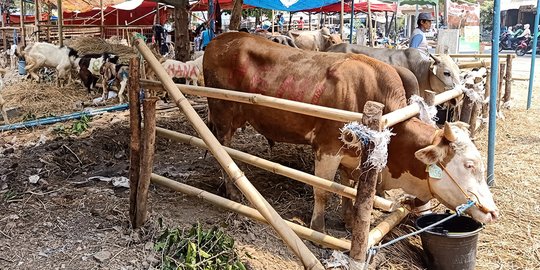 Usai Diperiksa, Ratusan Hewan Tidak Layak Dikurbankan