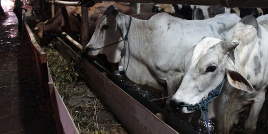 Cara Memilih Hewan Kurban Idul Adha Sesuai Syariat Islam
