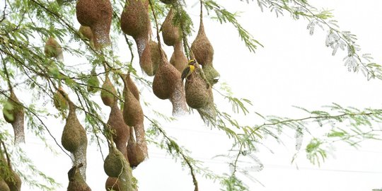 Keunikan Sarang Burung Penenun