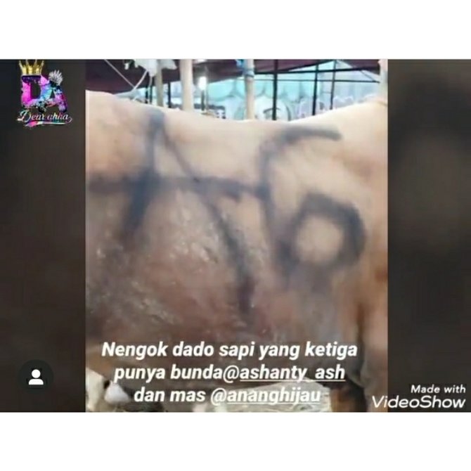 sapi anang dan ashanty