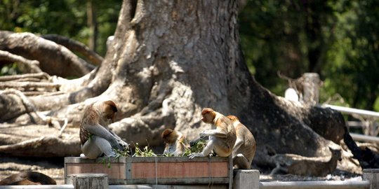 Pemkot Surabaya akan Buka Kebun Binatang Surabaya Mulai 27 Juli 2020