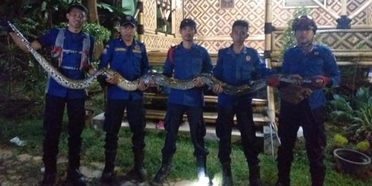 Sanca 5 Meter Bikin Resah Warga Jombang Tangsel, Hendak Ditangkap Malah Menyerang