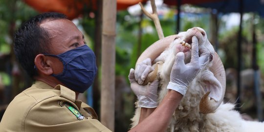 Tips Memilih dan Menyembelih Hewan Kurban di Masa Pandemi