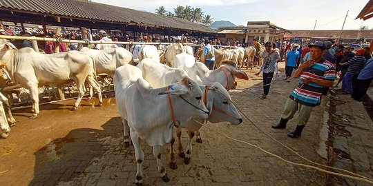 Menengok Kesibukan Pasar Hewan Ambarawa Jelang Idul Adha