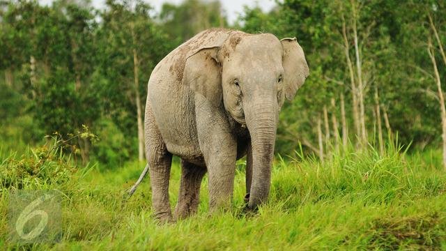 sering diburu ini deretan satwa endemik sumatra yang terancam punah