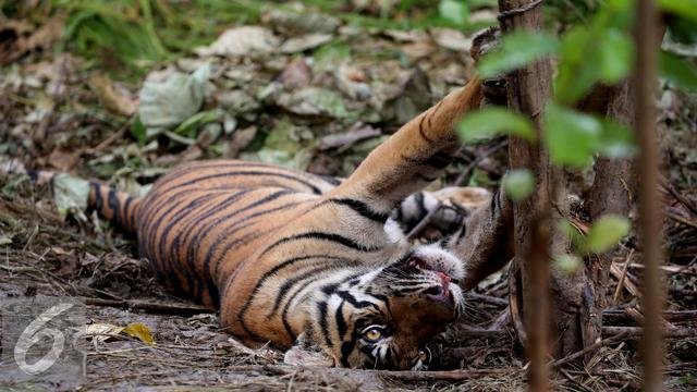  Sering  Diburu Ini Deretan Satwa Endemik Sumatra yang 