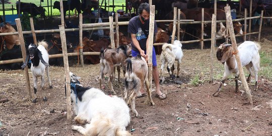 Perampokan Kambing Kurban di Bekasi, Penjaga Ditodong Pisau