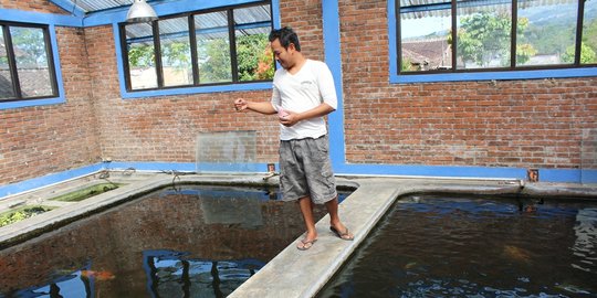 Mengenal Mina Papilon, Kelompok Budidaya Ikan Hias yang Jaga Ekosistem Sungai