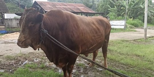 DPKH Kaltim Siapkan Sapi Kurban Presiden Jokowi, Beratnya Hampir 1 Ton