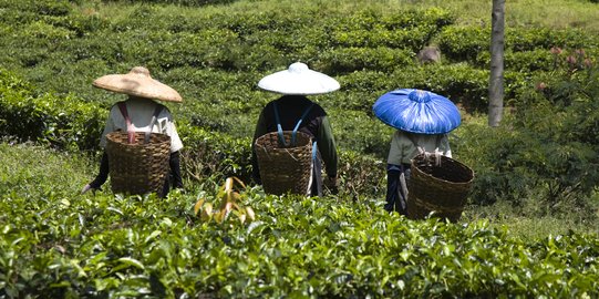 Hawa Dingin Selimuti Bandung  Suhu  di Lembang Capai 13 