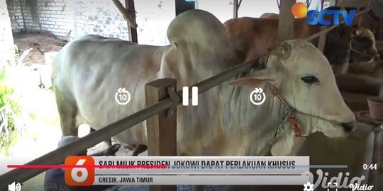 Intip Keistimewaan Sapi Kurban Pesanan Jokowi, Dimandikan Tiap Hari