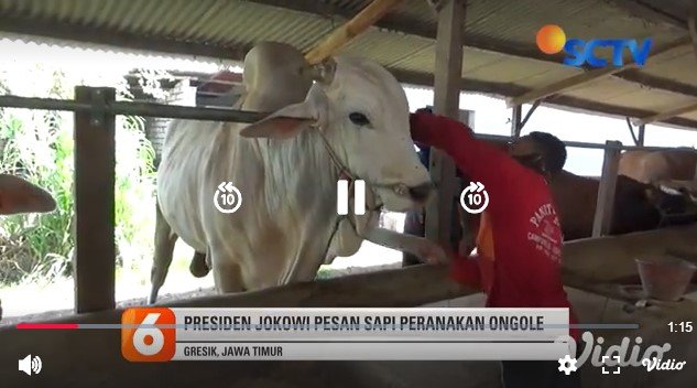 sapi kurban jokowi 2020