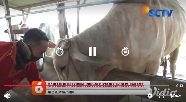 sapi kurban jokowi 2020