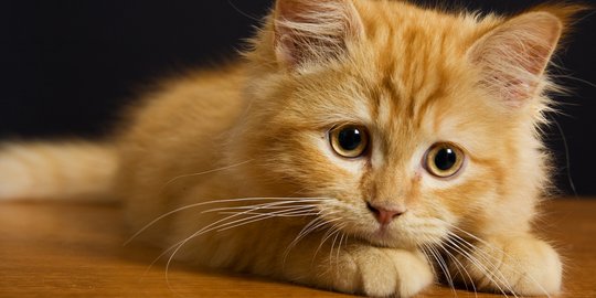 Penyebab Kucing Cacingan dan Cara Mengobatinya dengan Benar 