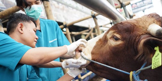 Ribuan Hewan Kurban Layak Potong, Pemkot Bekasi Beri Label Halal